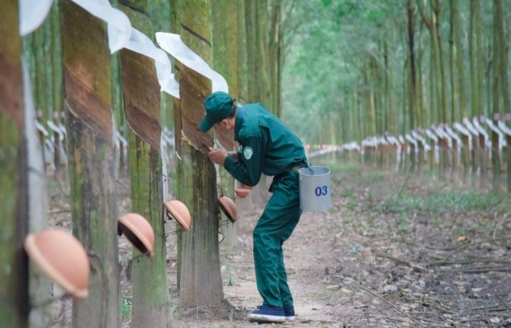 Cao su Phước Hoà bật tăng nhờ giá cao su cải thiện và tăng thu từ bất động sản công nghiệp