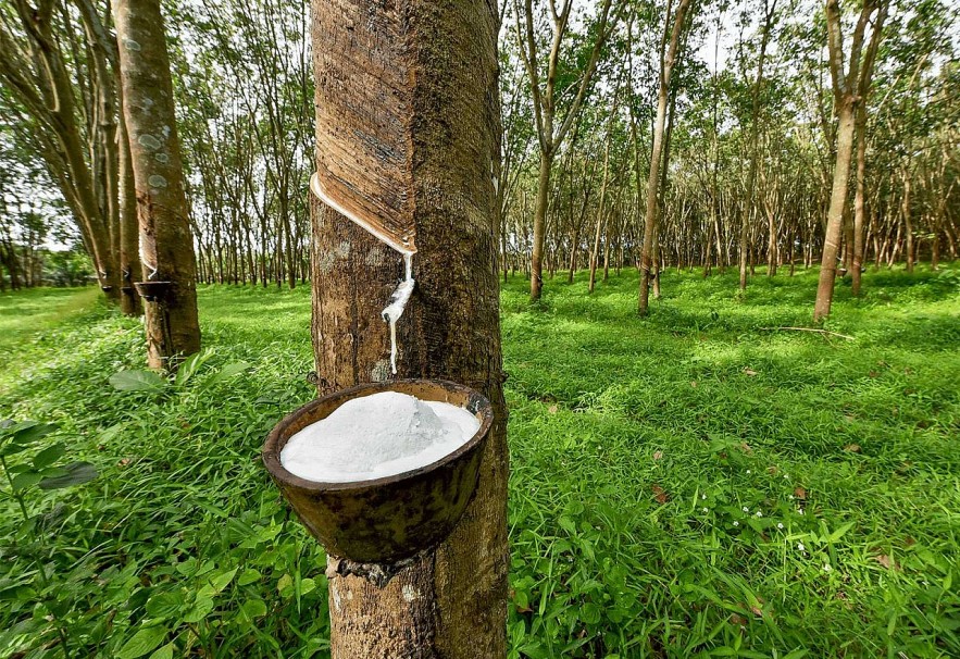 Ngày 9/5: Giá cao su tại Nhật Bản tăng cao, trong nước giảm giá