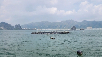 Quảng Ninh phát huy hiệu quả mô hình kinh tế hợp tác xã
