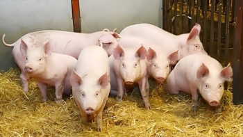 Ngày 11/5: Giá heo hơi duy trì ổn định tại cả 3 miền