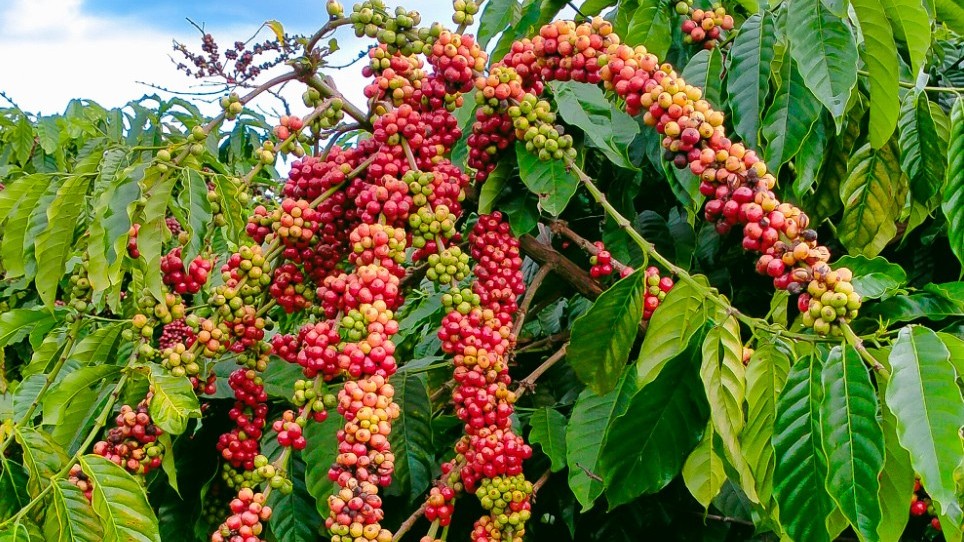Ngày 12/5: Giá cà phê ở mức 128.200 đồng/kg, hồ tiêu neo cao