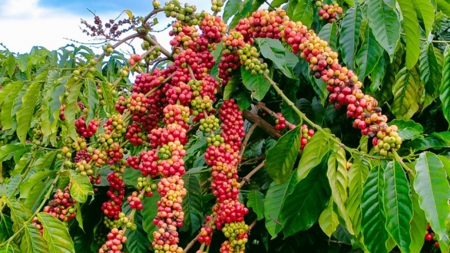 Ngày 12/5: Giá cà phê ở mức 128.200 đồng/kg, hồ tiêu neo cao