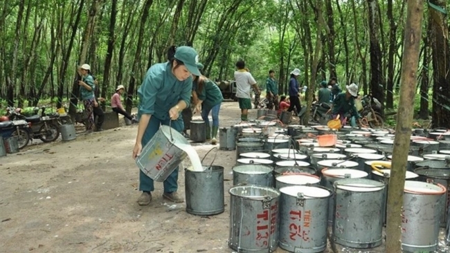 Ngày 12/5: Giá cao su trong nước giảm, thế giới biến động trái chiều