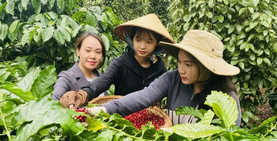 Ngày 14/5: Giá cà phê tiếp tục giảm mạnh, hồ tiêu ở mốc 151.300 đồng/kg