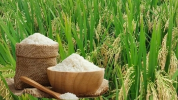 Ngày 15/5: Giá lúa gạo tại Đồng bằng sông Cửu Long tăng giảm trái chiều