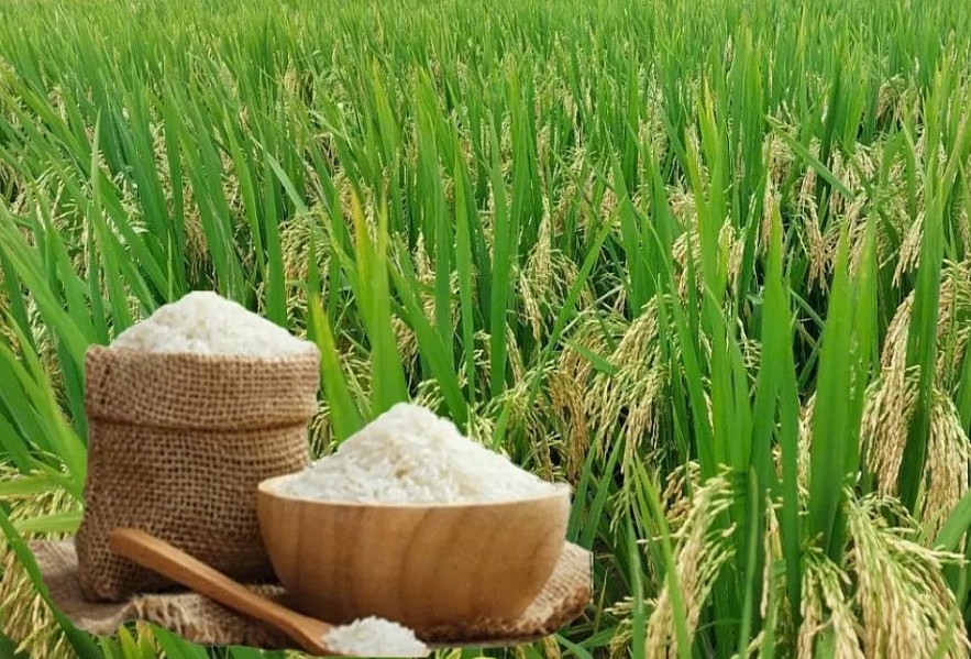 Ngày 15/5: Giá lúa gạo tại Đồng bằng sông Cửu Long tăng giảm trái chiều