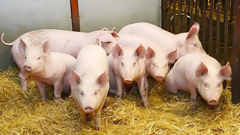 Ngày 15/5: Giá heo hơi ổn định trên toàn quốc
