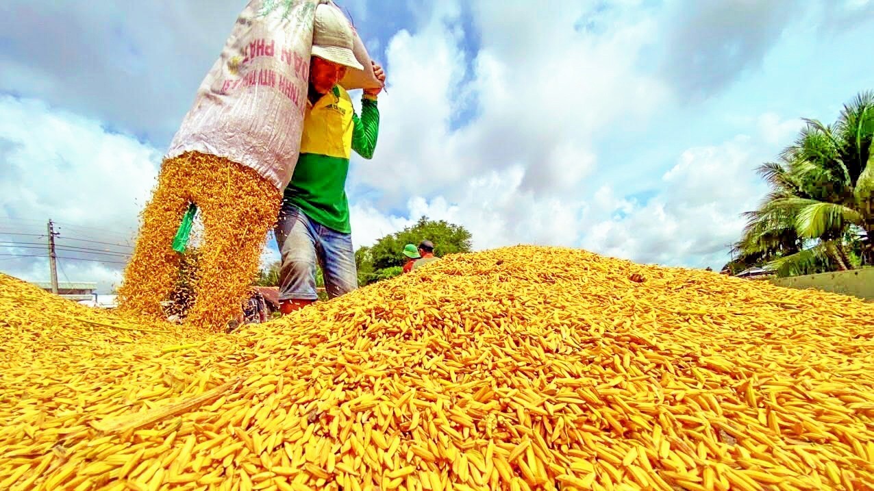 Ngày 16/5: Giá lúa tại Đồng bằng sông Cửu Long quay đầu tăng, gạo bình ổn