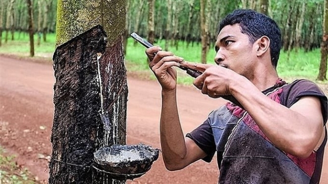 Ngày 17/5: Giá cao su trong nước ổn định, sàn giao dịch giảm 2 phiên liên tiếp