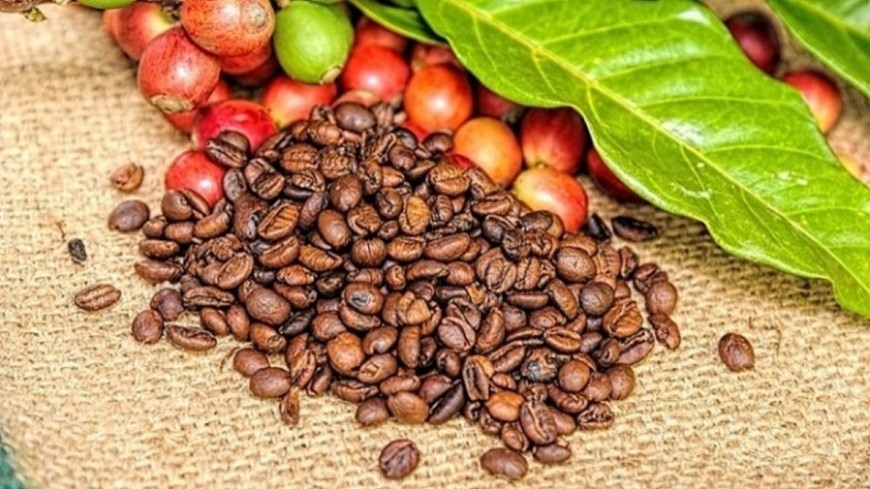 Ngày 18/5: Giá cà phê trong nước giảm, hồ tiêu neo mức cao