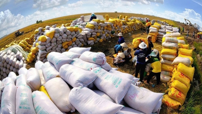 Gạo Việt duy trì đà tăng trưởng xuất khẩu nhờ đáp ứng nhu cầu thị trường