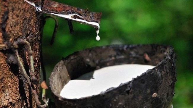 Ngày 21/5: Giá cao su thế giới đồng loạt giảm