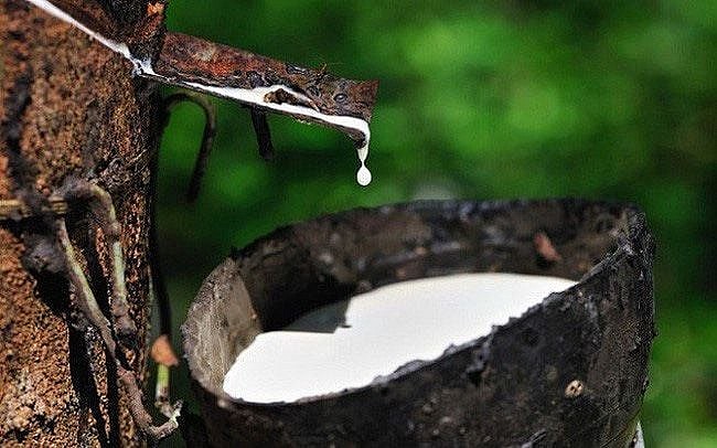 Ngày 21/5: Giá cao su thế giới đồng loạt giảm