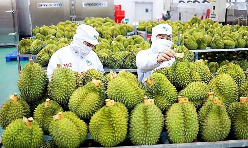 Trung Quốc cập nhật thêm 829 mã vùng trồng, 131 mã đóng gói sầu riêng của Việt Nam