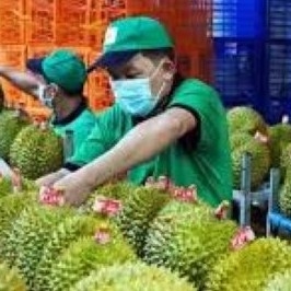 Thủ tướng giao Bộ Nông nghiệp và Môi trường làm việc với Hải quan Trung Quốc về quy trình thông quan xuất khẩu sầu riêng