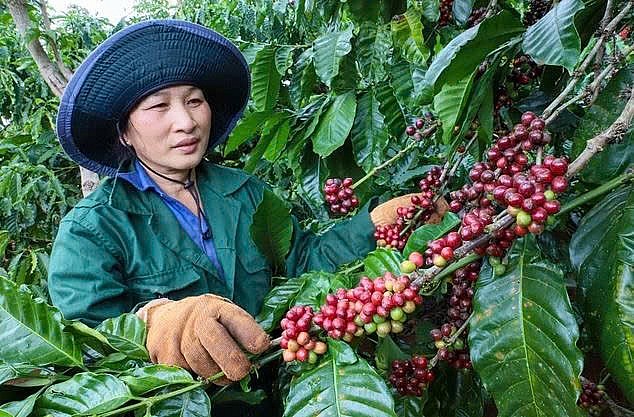 Nhiều bất ngờ về giá cà phê trong thời gian tới