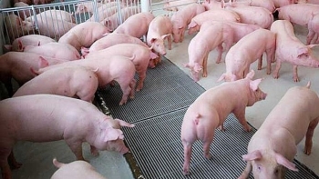 Ngày 27/5: Giá heo hơi tăng trên diện rộng