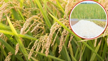 Ngày 28/5: Giá lúa tại Đồng bằng sông Cửu Long tăng giảm trái chiều