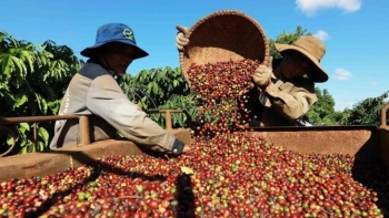 Ngày 29/5: Giá cà phê quay đầu giảm mạnh, hồ tiêu neo ở mức cao