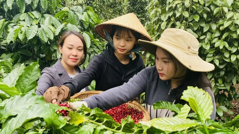 Ngày 1/6: Giá cà phê tiếp tục giảm, hồ tiêu neo ở mức 144.900 đồng/kg