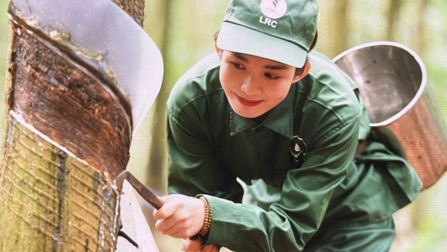 Ngày 4/6: Giá cao su thế giới biến động trái chiều