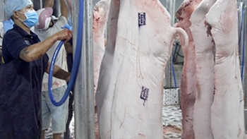 Vụ thịt lợn bệnh của Công ty C.P: Nhân viên thú y trực kiểm soát giết mổ chưa thực hiện hết hết trách nhiệm