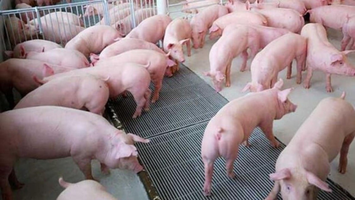 Ngày 6/6: Giá heo hơi ổn định trở lại