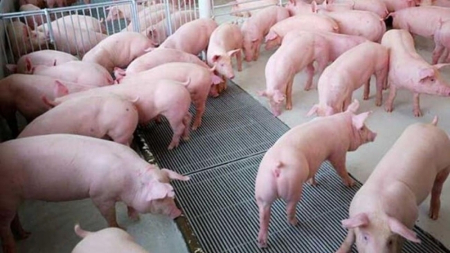 Ngày 6/6: Giá heo hơi ổn định trở lại