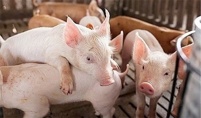 Ngày 7/6: Giá heo hơi chưa có dấu hiệu điều chỉnh mới