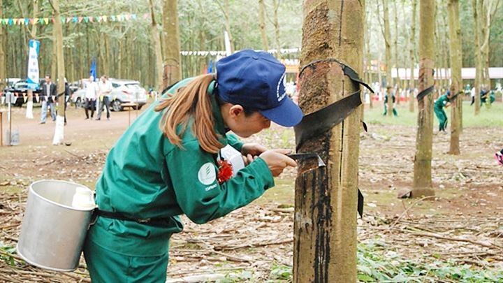 Ngày 8/6: Thị trường cao su thế giới biến động