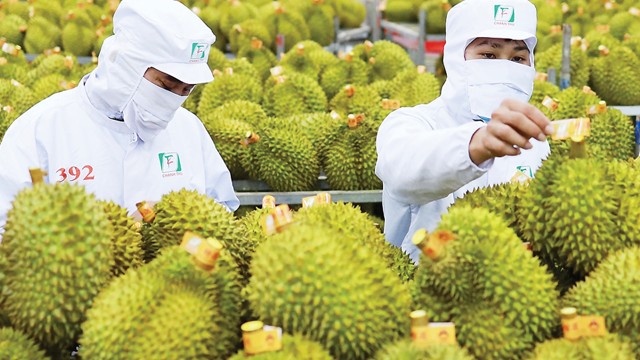 Nếu không thay đổi tư duy quản lý, ngành sầu riêng có thể "gục ngã" bất cứ lúc nào