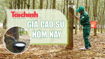 Ngày 11/6: Giá cao su trên các sàn giao dịch chủ chốt quay đầu giảm