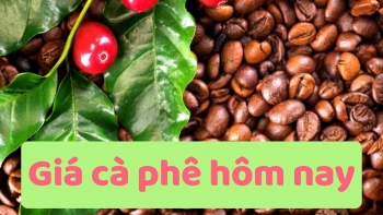 Ngày 13/6: Giá cà phê tiếp đà giảm, hồ tiêu neo ở mức cao