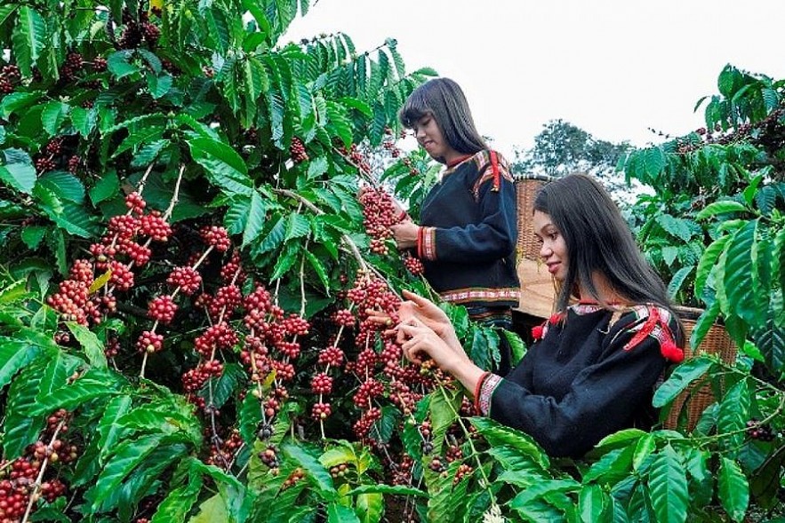 Ngày 14/6: Giá cà phê trong nước nhích tăng, hồ tiêu ổn định