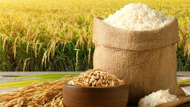 Ngày 16/6: Giá lúa gạo tại Đồng bằng sông Cửu Long bình ổn sáng đầu tuần