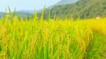 Ngày 18/6: Giá lúa tại Đồng bằng sông Cửu Long giảm, gạo ổn định
