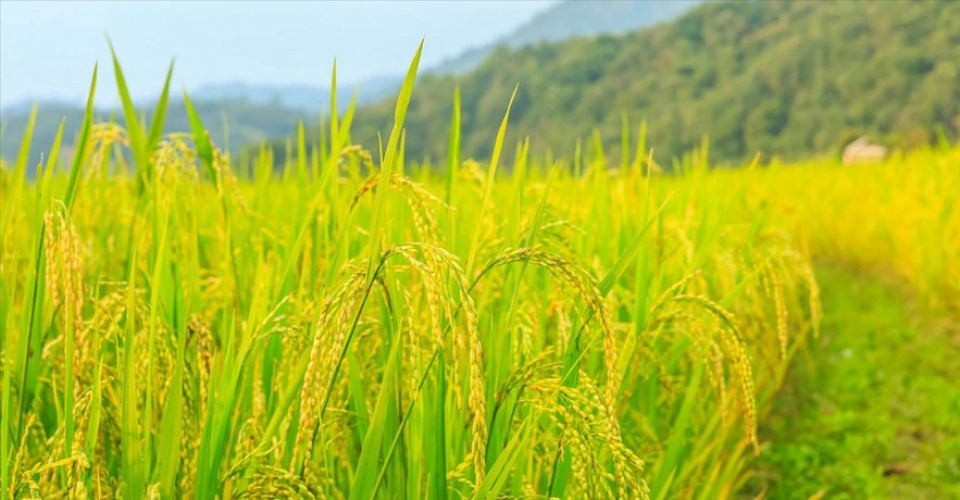Ngày 18/6: Giá lúa tại Đồng bằng sông Cửu Long giảm, gạo ổn định