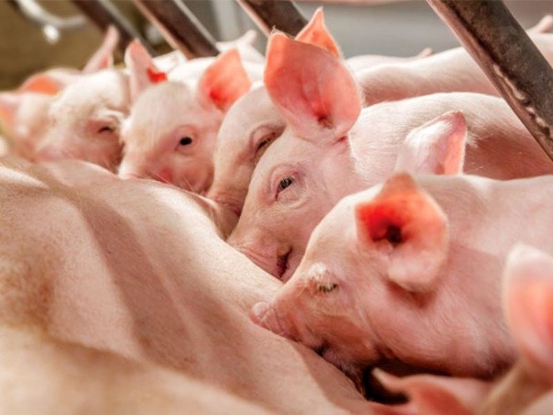 Ngày 19/6: Giá heo hơi ổn định trên cả ba miền