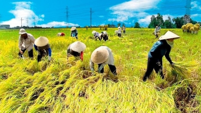 Ngân hàng nới trần vay không tài sản bảo đảm lên 5 tỷ đồng cho hợp tác xã, trang trại