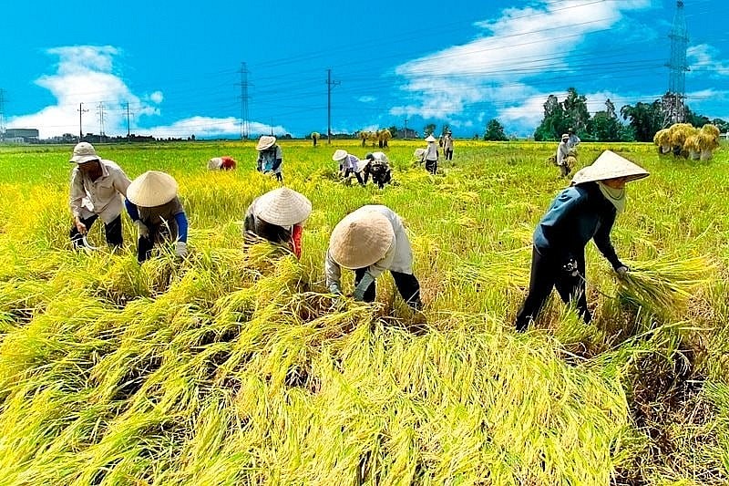 Ngân hàng nới trần vay không tài sản bảo đảm lên 5 tỷ đồng cho hợp tác xã, trang trại