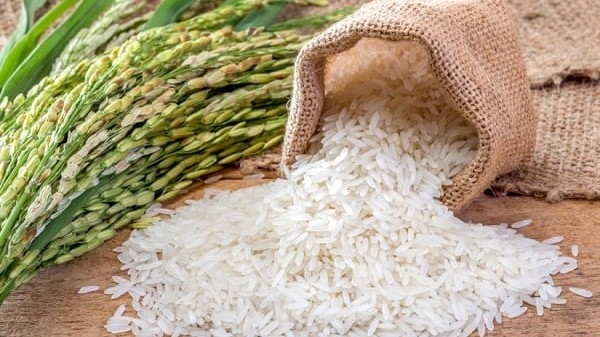 Ngày 21/6: Giá lúa gạo trên thị trường giao dịch ổn định