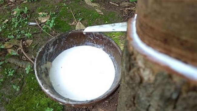 Ngày 21/6: Giá cao su trên thị trường thế giới biến động trái chiều