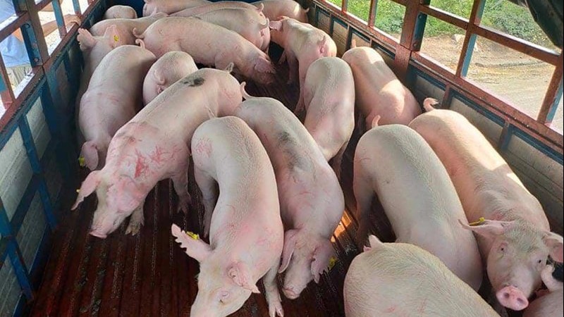 Ngày 24/6: Giá heo hơi tại nhiều địa phương có xu hướng giảm