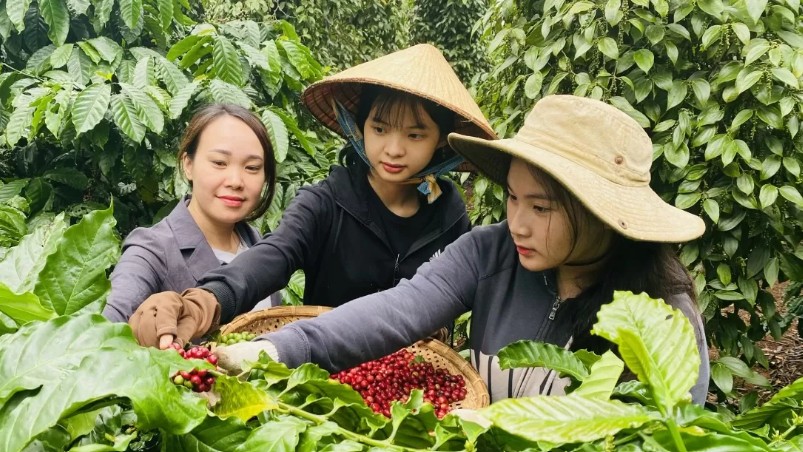 Ngày 25/4: Giá cà phê trong nước bất ngờ tăng cao, hồ tiêu ổn định