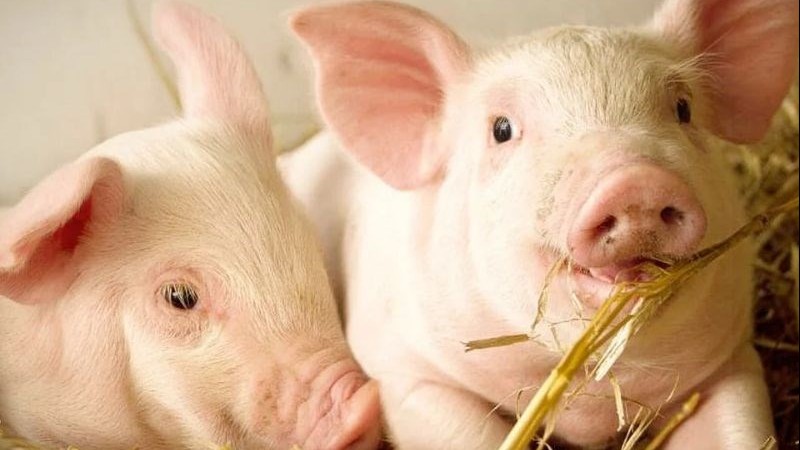 Ngày 26/6: Giá heo hơi giảm ở miền Nam, đi ngang ở miền Bắc