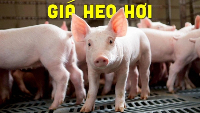 Ngày 28/6: Giá heo hơi cao nhất 73.000 đồng/kg, heo thịt đi ngang