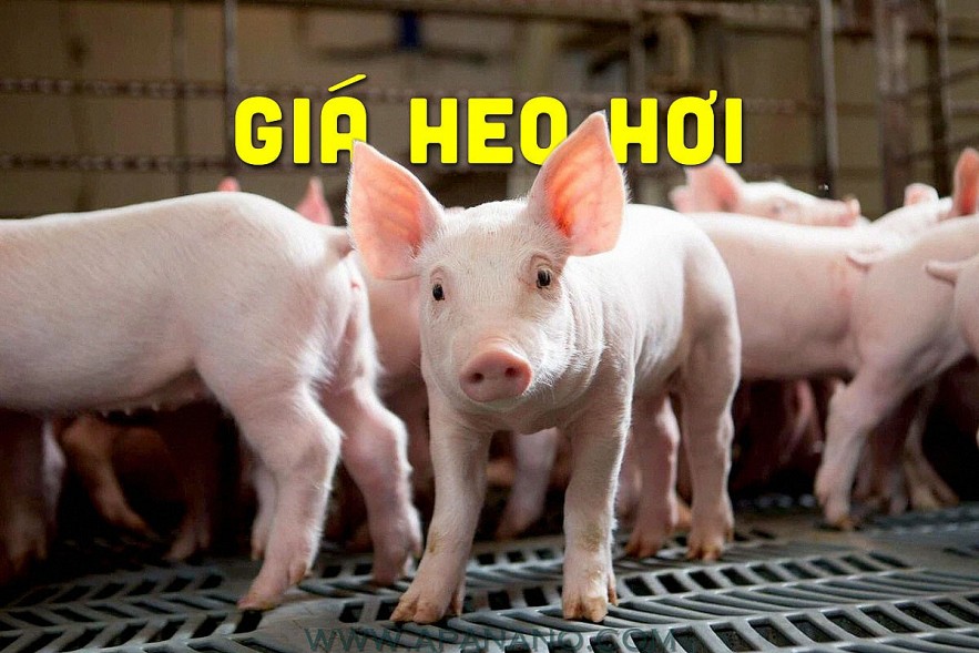 Ngày 28/6: Giá heo hơi cao nhất 73.000 đồng/kg, heo thịt đi ngang