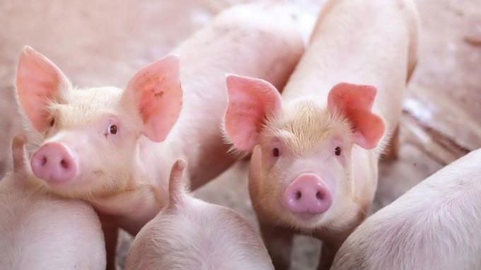 Ngày 3/7: Giá heo hơi đi ngang tại nhiều tỉnh, thành phố