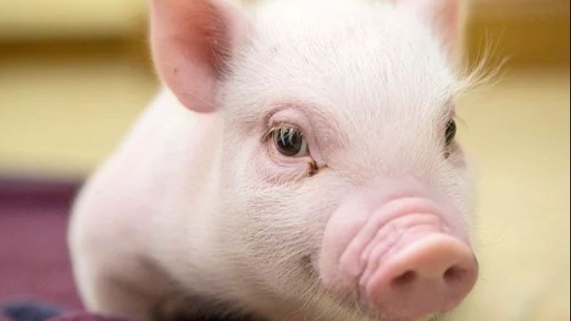 Ngày 9/7: Giá heo hơi đồng loạt giảm trên cả ba miền