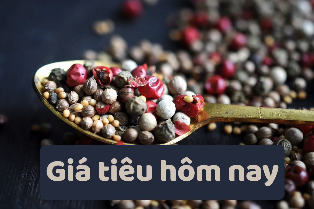 Ngày 11/7: Giá cà phê giảm trở lại, hồ tiêu ổn định ở ngưỡng cao